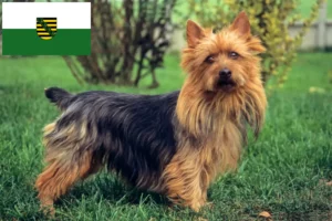 Read more about the article Criadores de Australian Terrier e cachorros em Saxónia