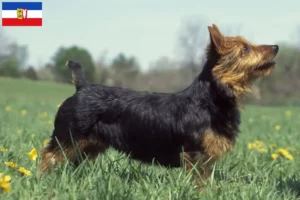 Read more about the article Criadores de Australian Terrier e cachorros em Schleswig-Holstein