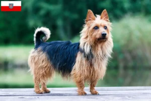 Read more about the article Criadores de Australian Terrier e cachorros em Turíngia