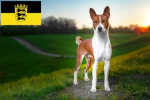 Read more about the article Criadores de Basenji e cachorros em Baden-Württemberg