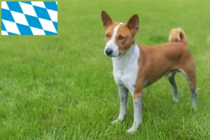 Read more about the article Criadores de Basenji e cachorros na Baviera