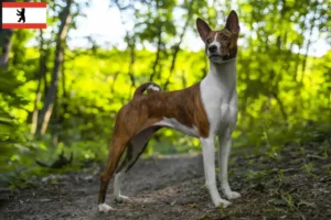 Read more about the article Criadores de Basenji e cachorros em Berlim