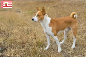 Read more about the article Criadores de Basenji e cachorros em Bremen