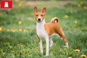 Read more about the article Criadores de Basenji e cachorros em Hamburgo