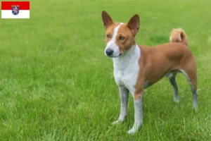 Read more about the article Criadores de Basenji e cachorros em Hessen