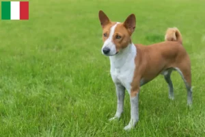 Read more about the article Criadores de Basenji e cachorros em Itália