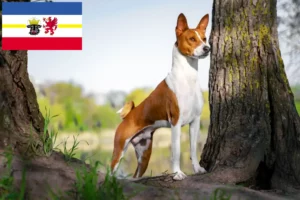 Read more about the article Criadores de Basenji e cachorros em Mecklenburg-Vorpommern