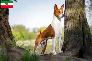 Read more about the article Criadores de Basenji e cachorros na Renânia do Norte-Vestefália