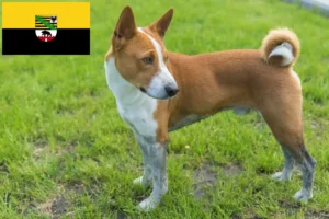 Read more about the article Criadores de Basenji e cachorros em Saxónia-Anhalt