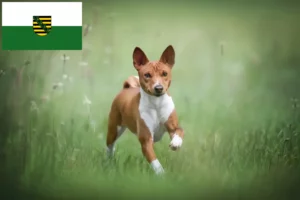 Read more about the article Criadores de Basenji e cachorros na Saxónia