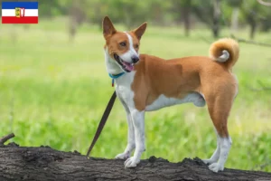 Read more about the article Criadores de Basenji e cachorros em Schleswig-Holstein