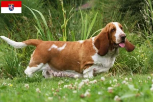 Read more about the article Criadores de Basset Hound e cachorros em Hessen