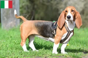 Read more about the article Criadores de Basset Hound e cachorros em Itália