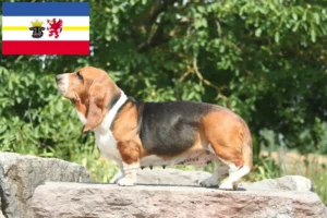 Read more about the article Criadores de Basset Hound e cachorros em Mecklenburg-Vorpommern