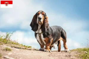 Read more about the article Criadores de Basset Hound e cachorros em Brandenburg