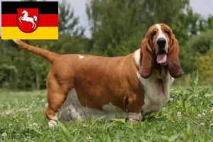 Read more about the article Criadores de Basset Hound e cachorros na Baixa Saxónia