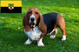 Read more about the article Criadores de Basset Hound e cachorros em Saxónia-Anhalt