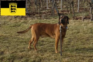 Read more about the article Criadores de Bavarian Mountain Hound e cachorros em Baden-Württemberg