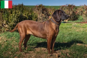 Read more about the article Criadores e cachorros de Bavarian Mountain Hound em Itália