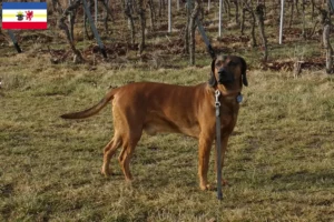 Read more about the article Criadores de Bavarian Mountain Hound e cachorros em Mecklenburg-Vorpommern