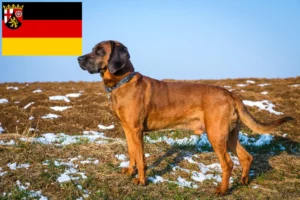 Read more about the article Criadores de Bavarian Mountain Hound e cachorros em Rhineland-Palatinate