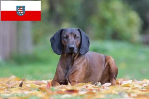 Read more about the article Criadores de Bavarian Mountain Hound e cachorros em Thuringia