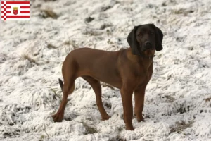 Read more about the article Criador de Bavarian Mountain Hound e cachorros em Bremen