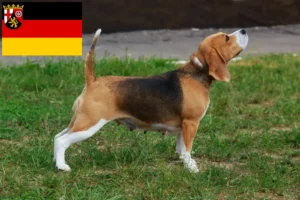 Read more about the article Criadores de Beagle e cachorros em Renânia-Palatinado