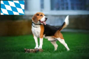 Read more about the article Criadores de Beagle e cachorros na Baviera