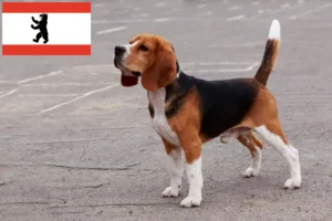 Read more about the article Criadores de Beagle e cachorros em Berlim