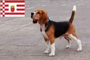 Read more about the article Criadores de Beagle e cachorros em Bremen