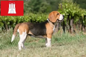 Read more about the article Criadores de Beagle e cachorros em Hamburgo