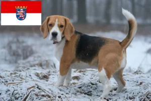 Read more about the article Criadores de Beagle e cachorros em Hessen