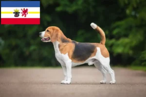 Read more about the article Criadores de Beagle e cachorros em Mecklenburg-Vorpommern