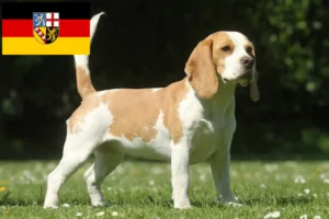 Read more about the article Criadores de Beagle e cachorros em Saarland