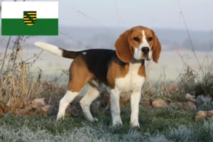 Read more about the article Criadores de Beagle e cachorros em Saxónia