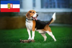 Read more about the article Criadores de Beagle e cachorros em Schleswig-Holstein