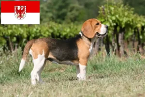 Read more about the article Criadores de Beagle e cachorros em Brandenburg