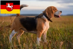 Read more about the article Criadores de Beagle e cachorros na Baixa Saxónia