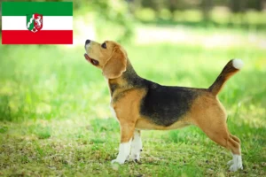 Read more about the article Criadores de Beagle e cachorros na Renânia do Norte-Vestefália