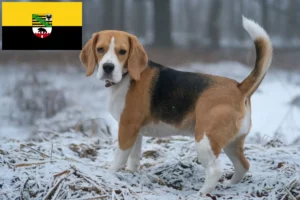 Read more about the article Criadores de Beagle e cachorros em Saxónia-Anhalt