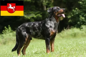 Read more about the article Criadores de Beauceron e cachorros na Baixa Saxónia