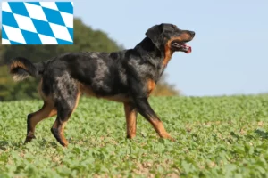 Read more about the article Criadores de Beauceron e cachorros na Baviera