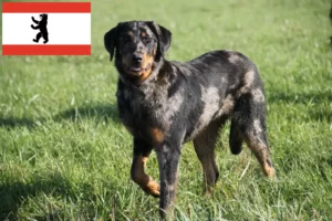 Read more about the article Criadores de Beauceron e cachorros em Berlim