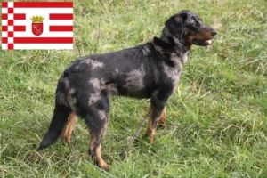 Read more about the article Criadores de Beauceron e cachorros em Bremen