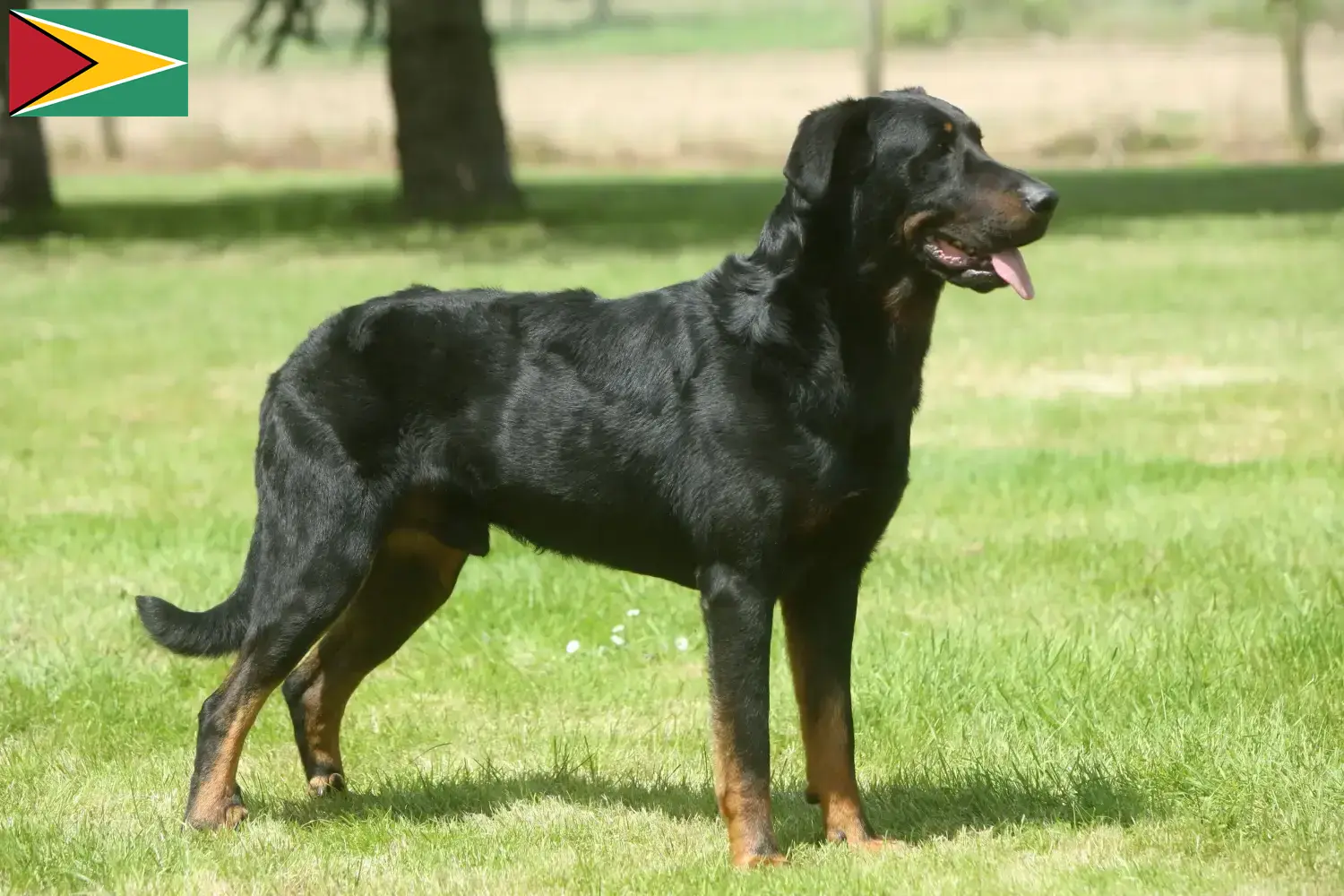 Read more about the article Criadores de Beauceron e cachorros na Guiana