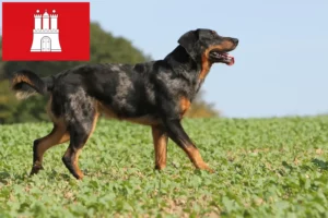 Read more about the article Criadores de Beauceron e cachorros em Hamburgo