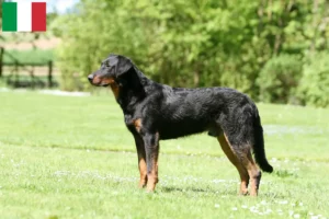 Read more about the article Criadores de Beauceron e cachorros em Itália