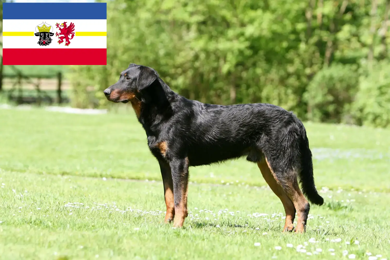 Read more about the article Criadores de Beauceron e cachorros em Mecklenburg-Vorpommern