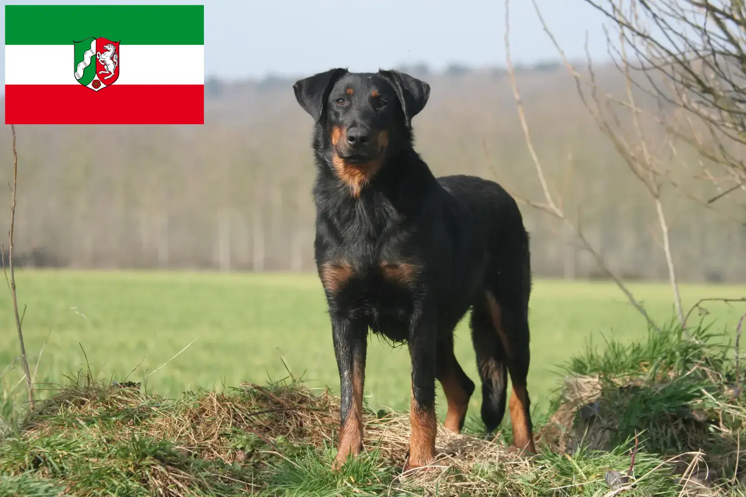 Read more about the article Criadores de Beauceron e cachorros na Renânia do Norte-Vestefália